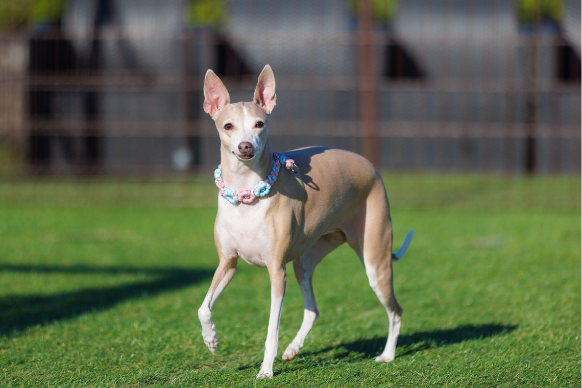 T.Matsumuraが撮影した「ペット」の写真