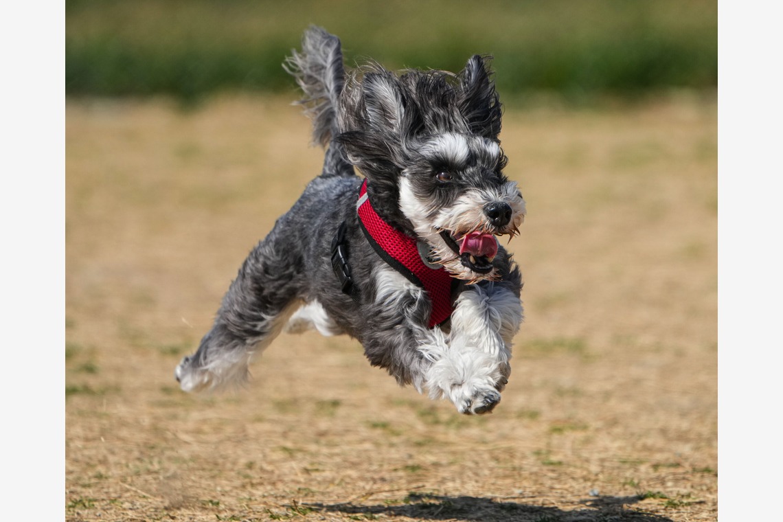 河野慈圓が撮影した写真のアルバム「ペット撮影」