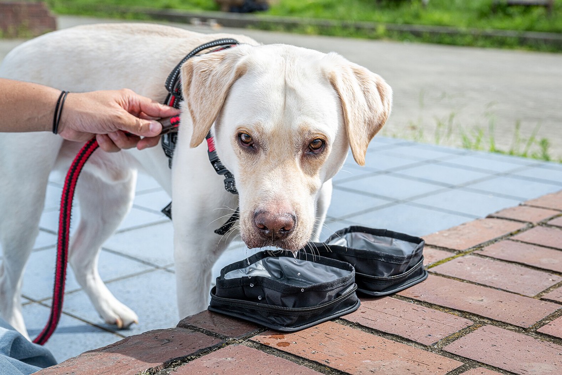 吉田佳央が撮影した写真のアルバム「DOG SHOOTING」