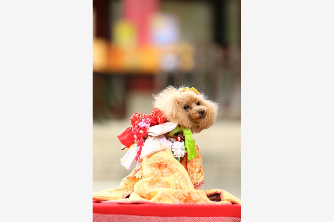 Photographer  Tomoが撮影した「わんちゃん七五三」の写真