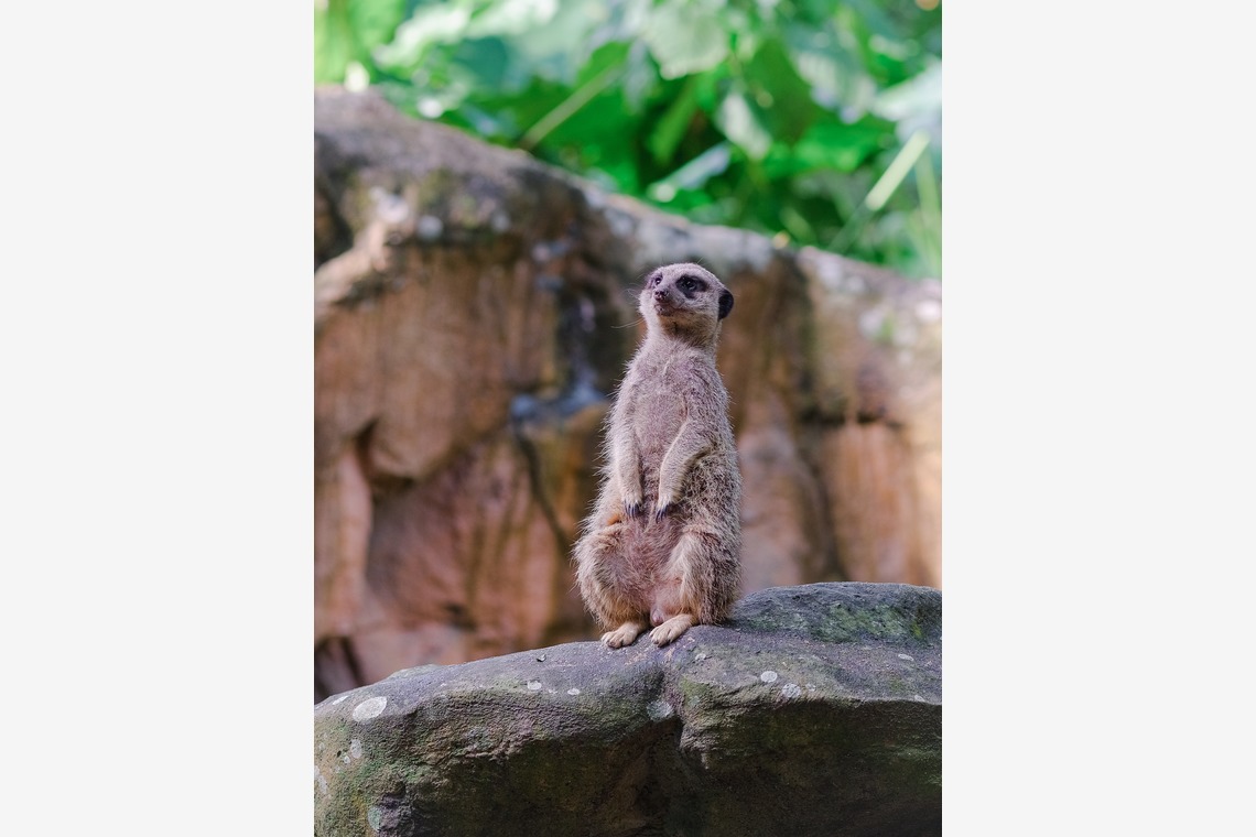 杉本 周平が撮影した写真のアルバム「動物・ペット・風景」
