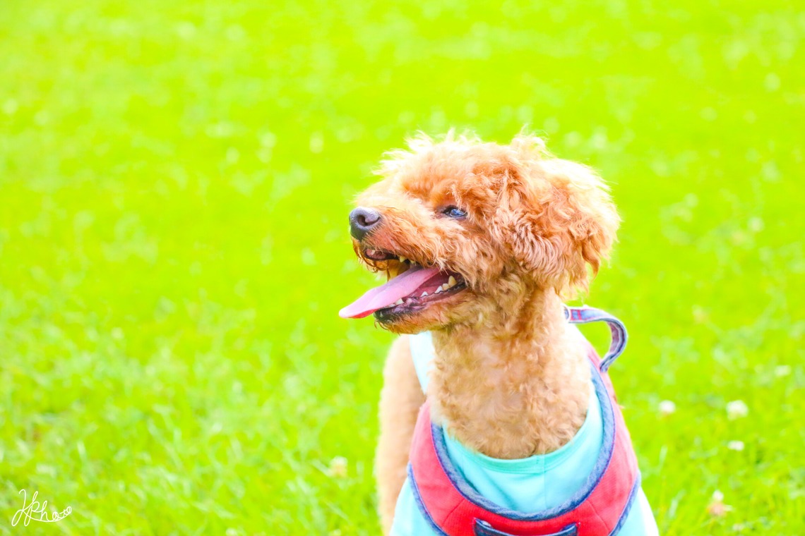 大森光太郎・K-PHOTOが撮影した家族写真(キッズ,ベビーフォト)のアルバム「ペット撮影」