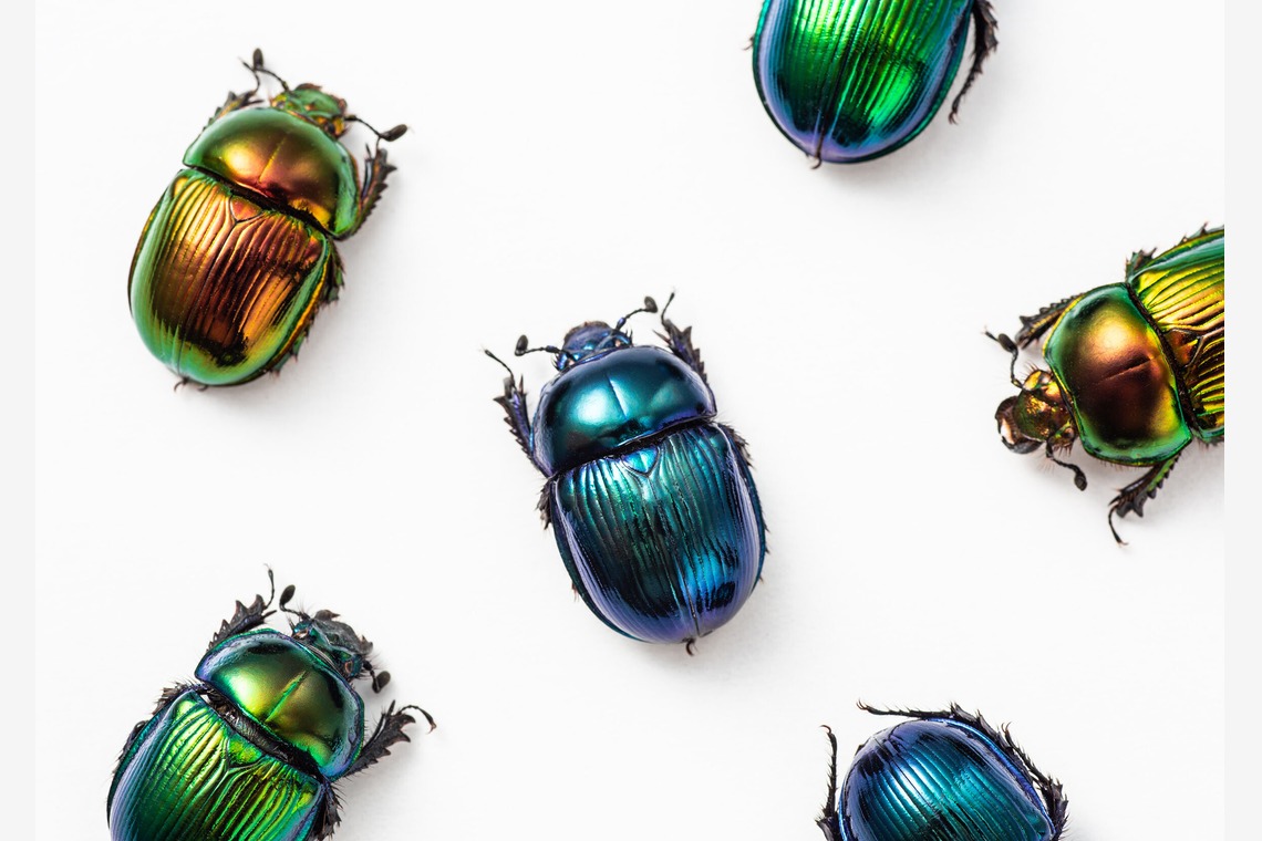 蒼繭写真事務所