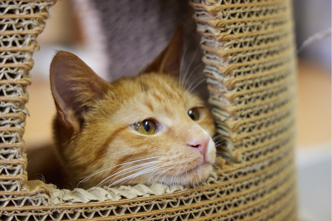 有限会社エルフラットが撮影した「猫カフェ」の写真