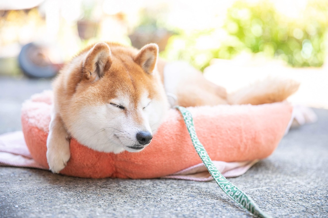 インスタントソイ合同会社　井上泰徳が撮影した「ワンちゃん撮影」の写真