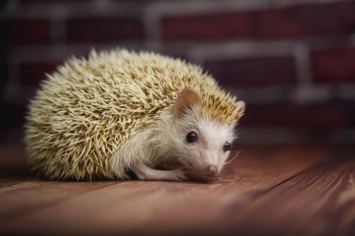 出張撮影くろめっとが撮影した写真のアルバム「物を撮影した写真」