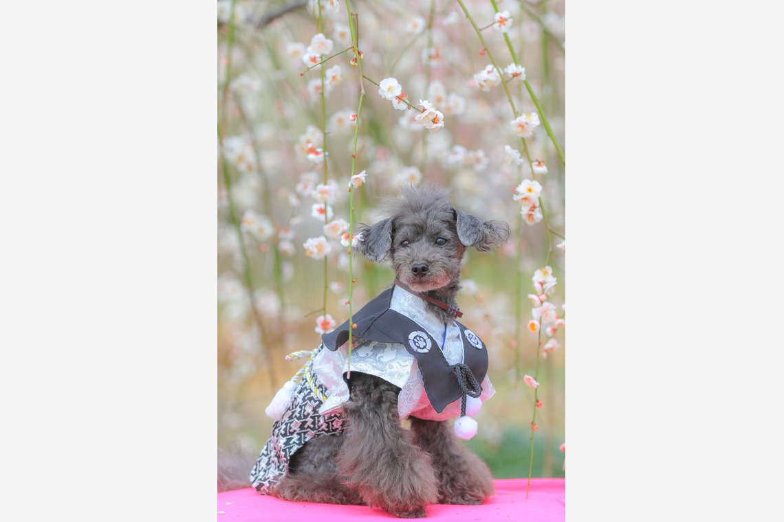 高橋 透（Coo&Sea STUDIO代表）が撮影した写真のアルバム「梅de撮影会＠小田原」