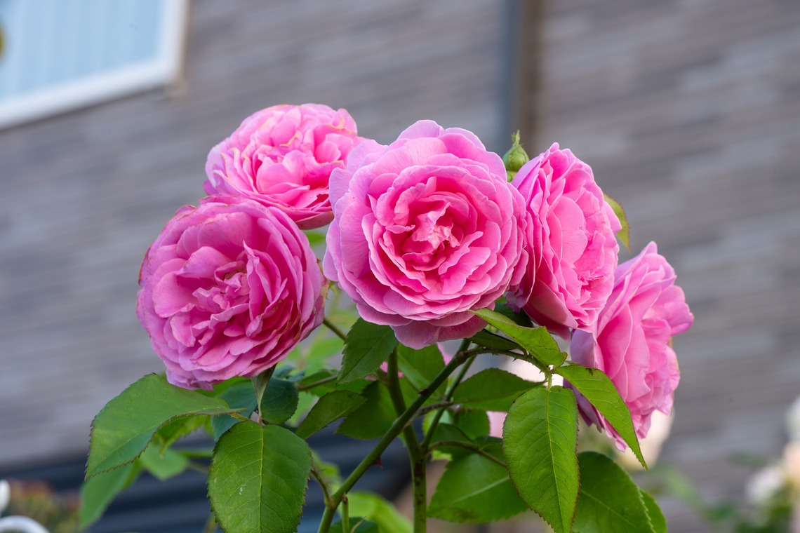 オフィス 芦野が撮影した「番外編（自宅）」の写真