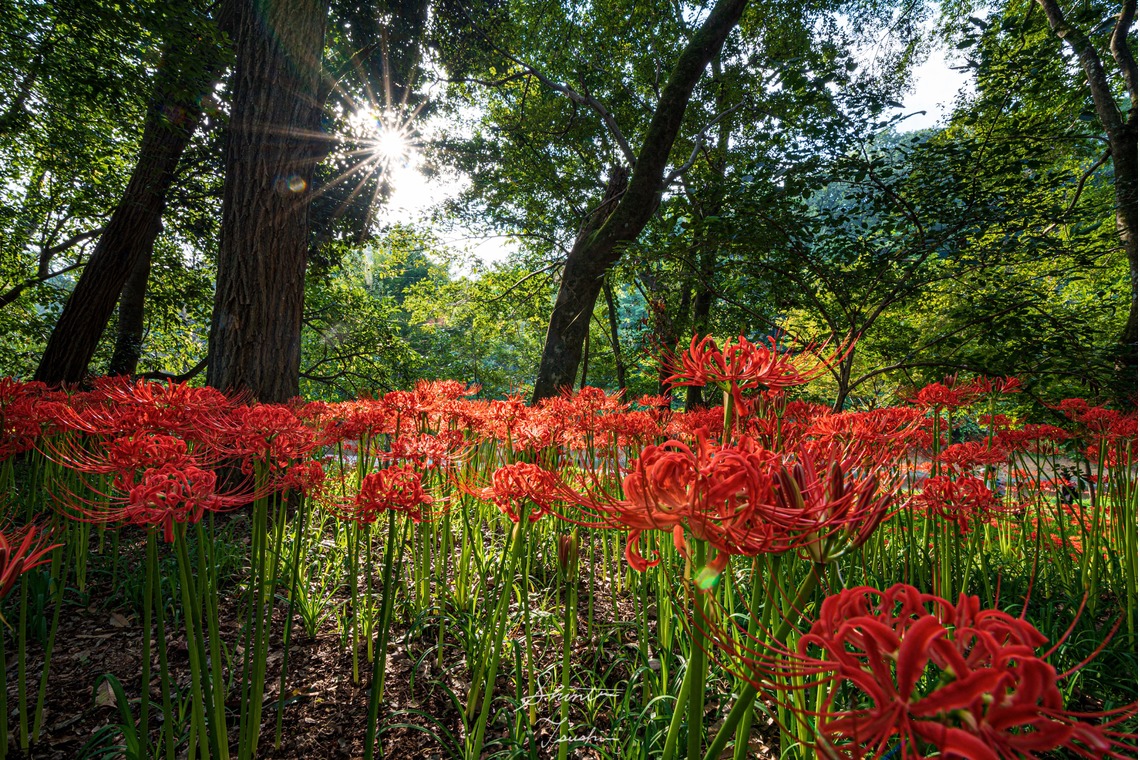 Shintaro Tsushimaが撮影した「風景」の写真