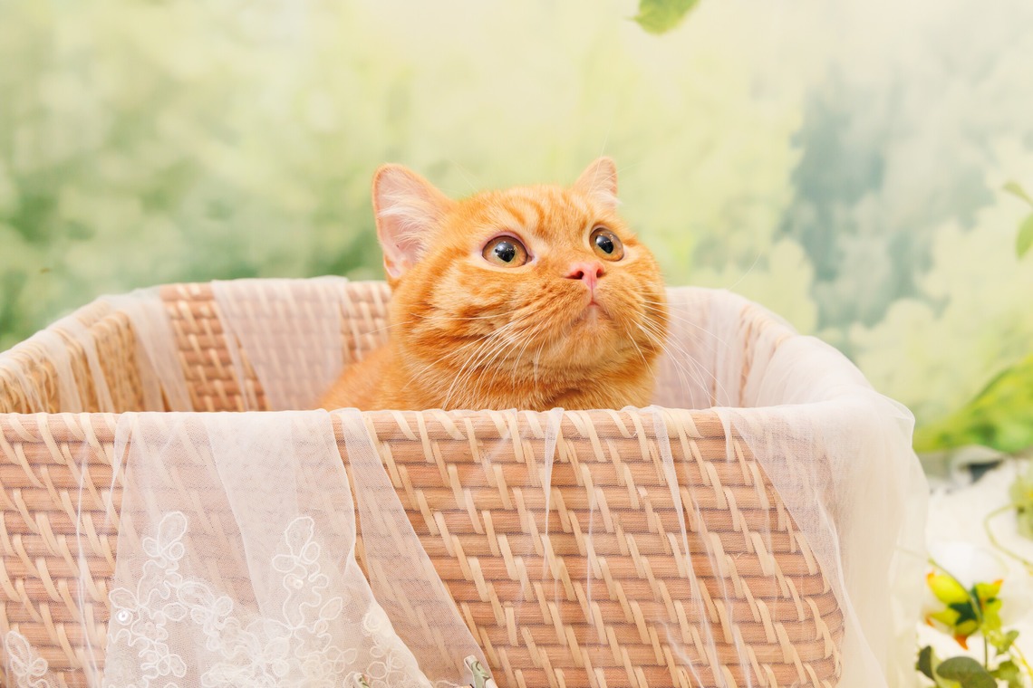 世登理恵が撮影した「ペット」の写真