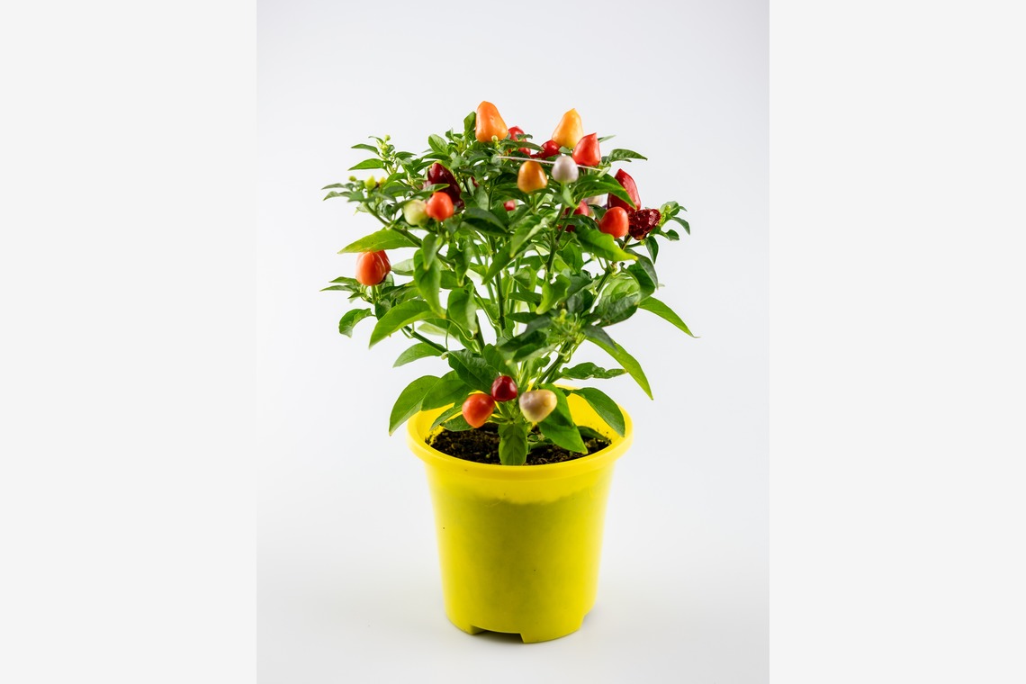 PhotoBaseありよしが撮影した「宣材写真」の写真