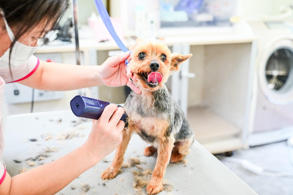 出張撮影 中村まみこが撮影した「トリミングサロンHP用撮影」の写真