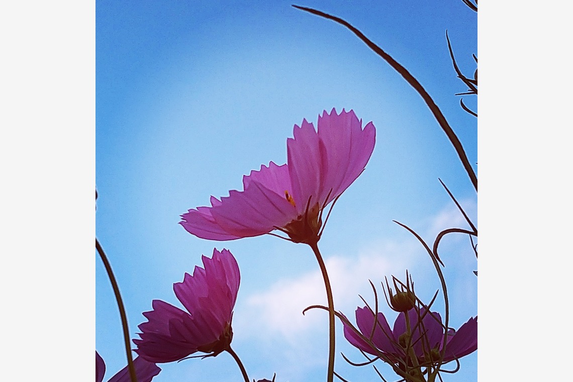 舞が撮影した写真のアルバム「自然」