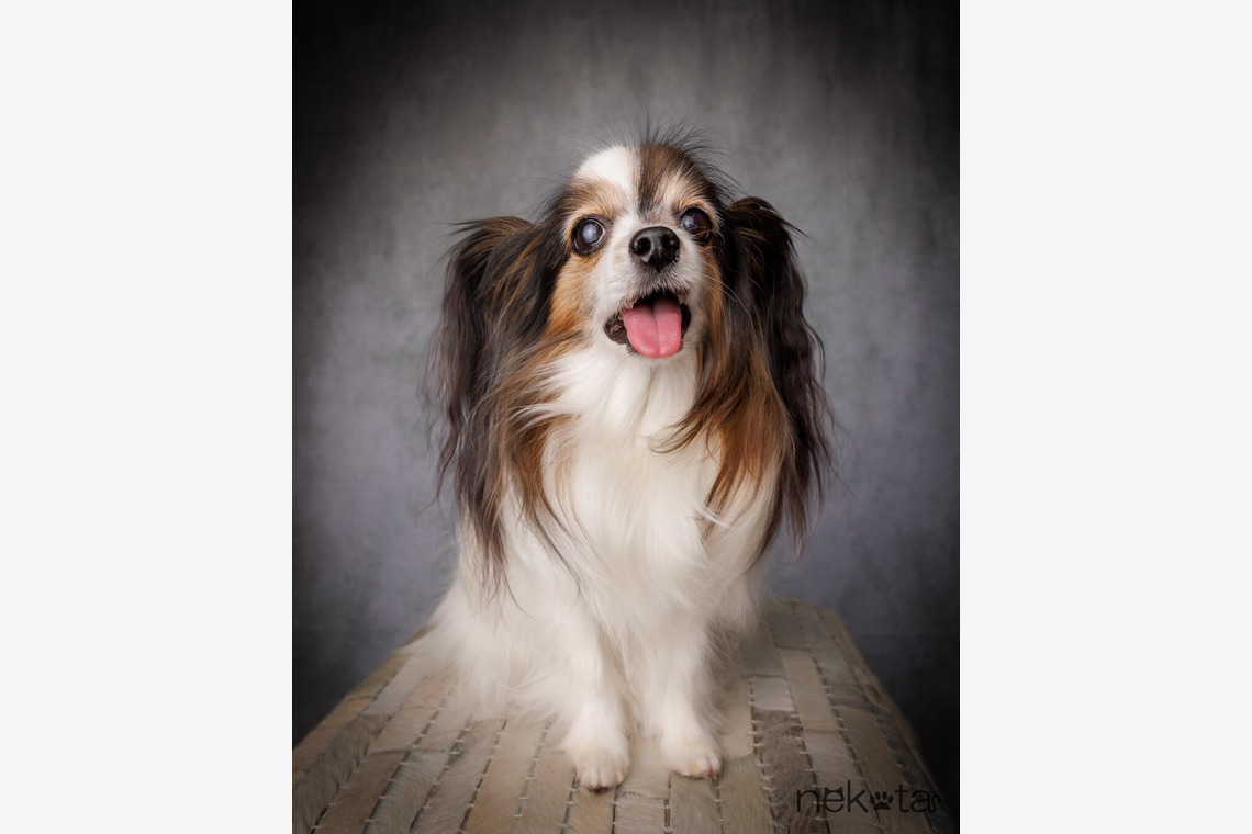 猫田晃広が撮影した「わんちゃん撮影」の写真