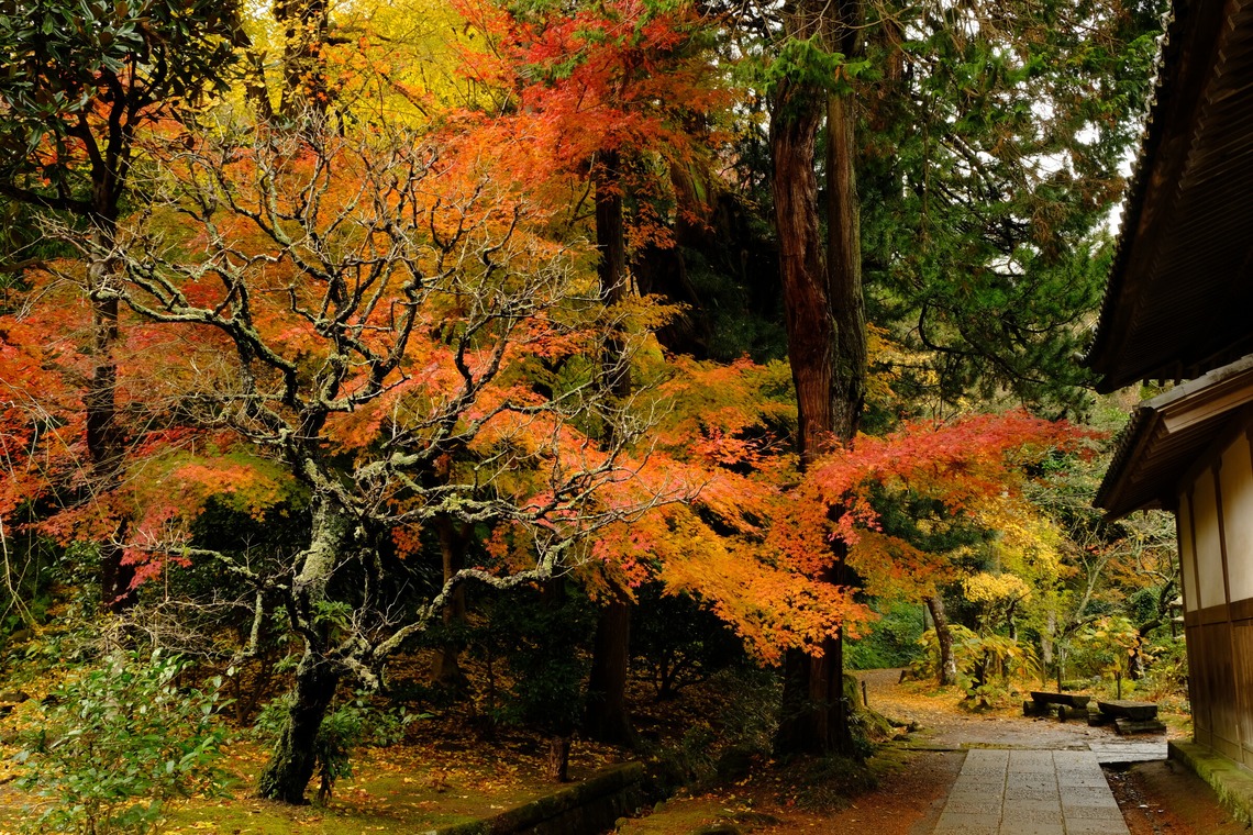 KotobukiPhotosが撮影した写真のアルバム「花・植物」