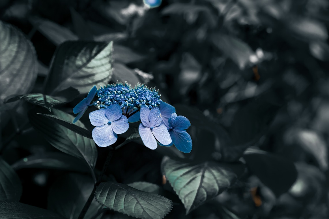 堀内 陽希が撮影した「植物」の写真