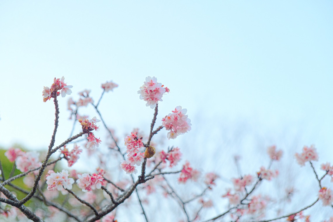 KotobukiPhotosが撮影した写真のアルバム「花・植物」