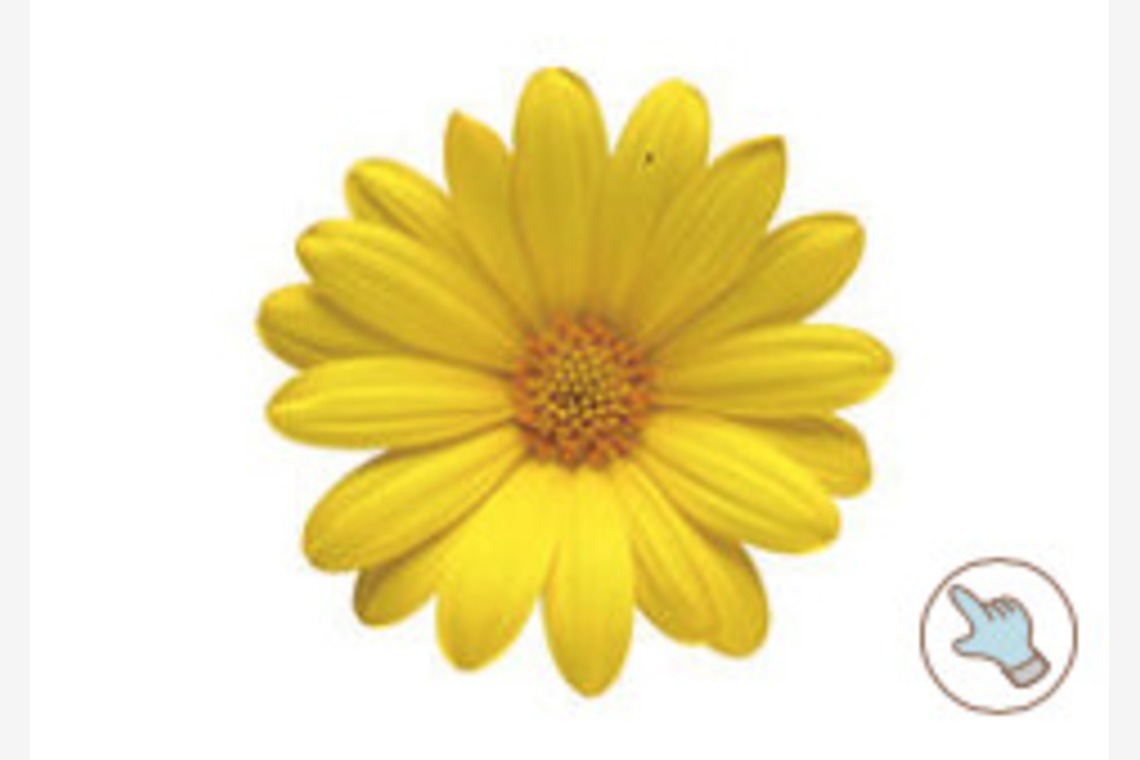 有限会社　澤田スタジオが撮影した「花、植物」の写真