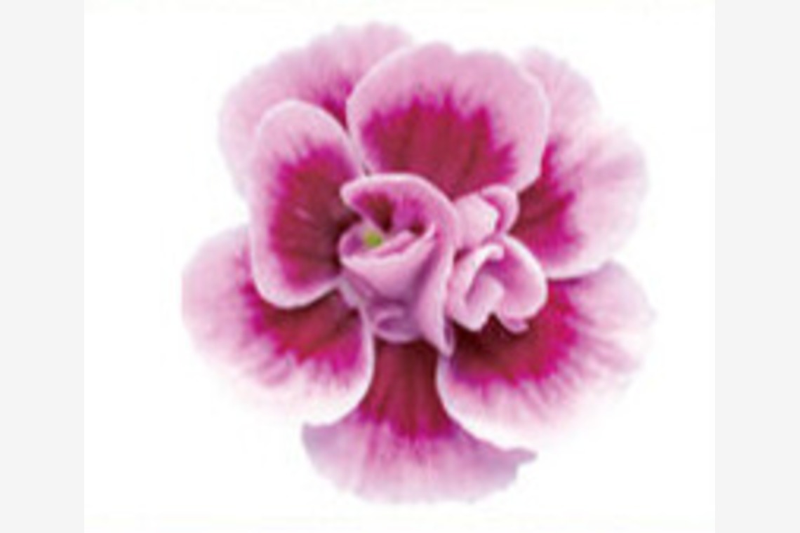 有限会社　澤田スタジオが撮影した「花」の写真