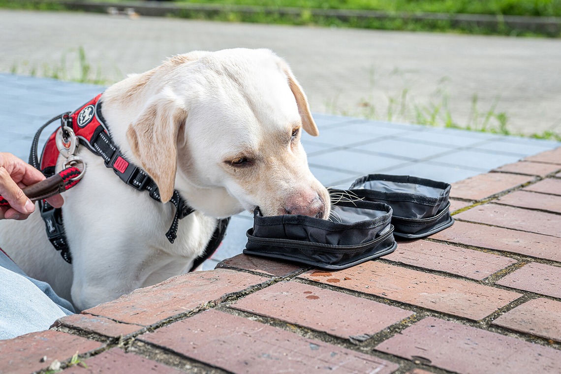 吉田佳央が撮影した写真のアルバム「DOG SHOOTING」