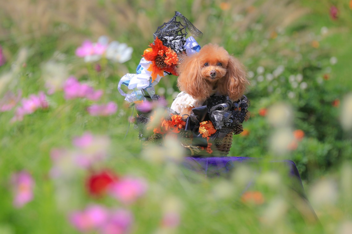 高橋 透（Coo&Sea STUDIO代表）が出張撮影した家族写真(キッズ,ベビーフォト)などが写った「大花壇de撮影会／秋＠横浜」の家族写真