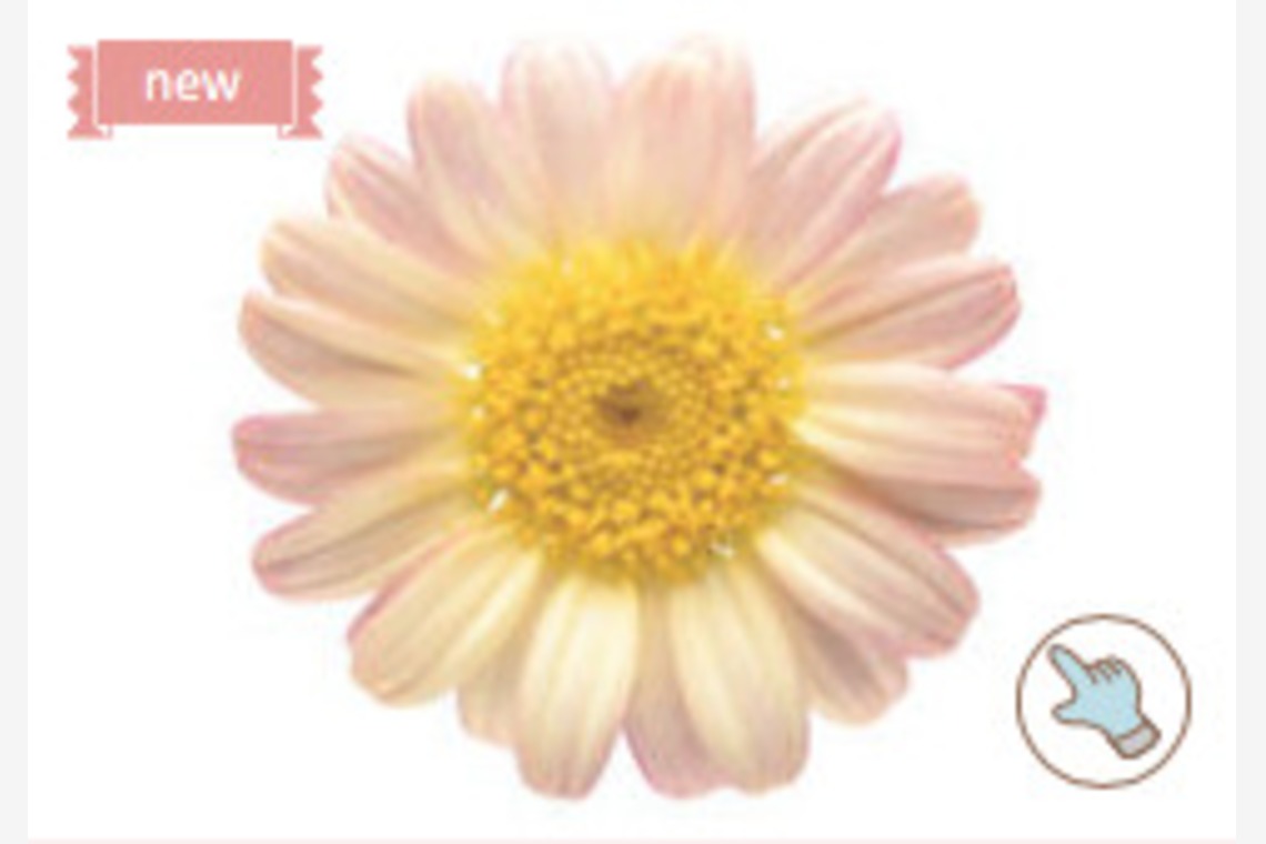 有限会社　澤田スタジオが撮影した「花、植物」の写真