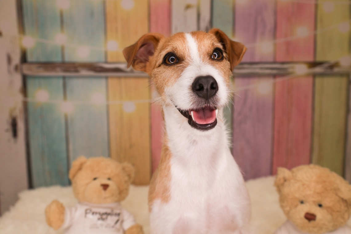 WithshopJapanが撮影した「ペット撮影」の写真