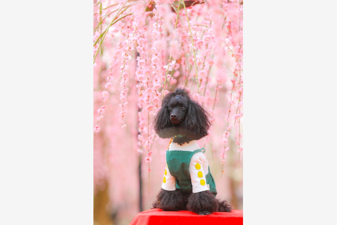 高橋 透（Coo&Sea STUDIO代表）が出張撮影した家族写真(キッズ,ベビーフォト)などが写った「梅de撮影会＠小田原」の家族写真