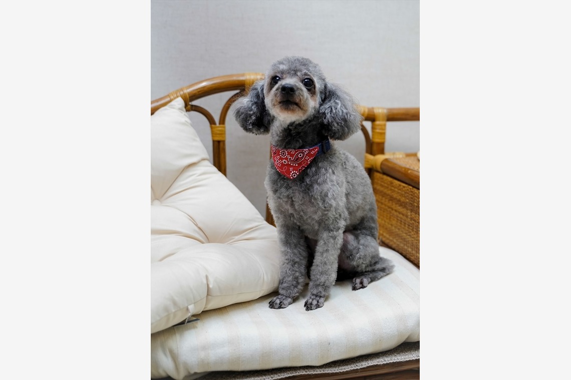 Efu's photographyが撮影した写真のアルバム「ペット」