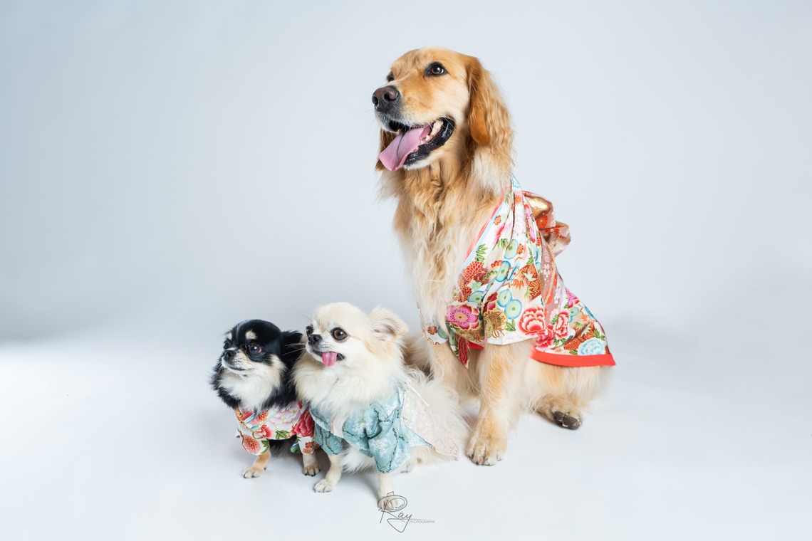 Ray Yamaguchiが撮影した「ペット撮影」の写真