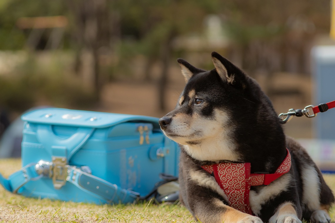 上ノ園　芳樹が撮影した「家族写真（出張撮影）」の写真