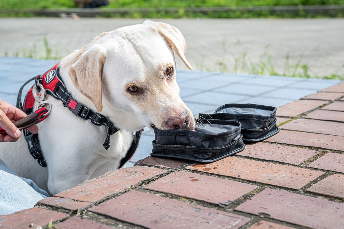 吉田佳央が撮影した写真のアルバム「DOG SHOOTING」
