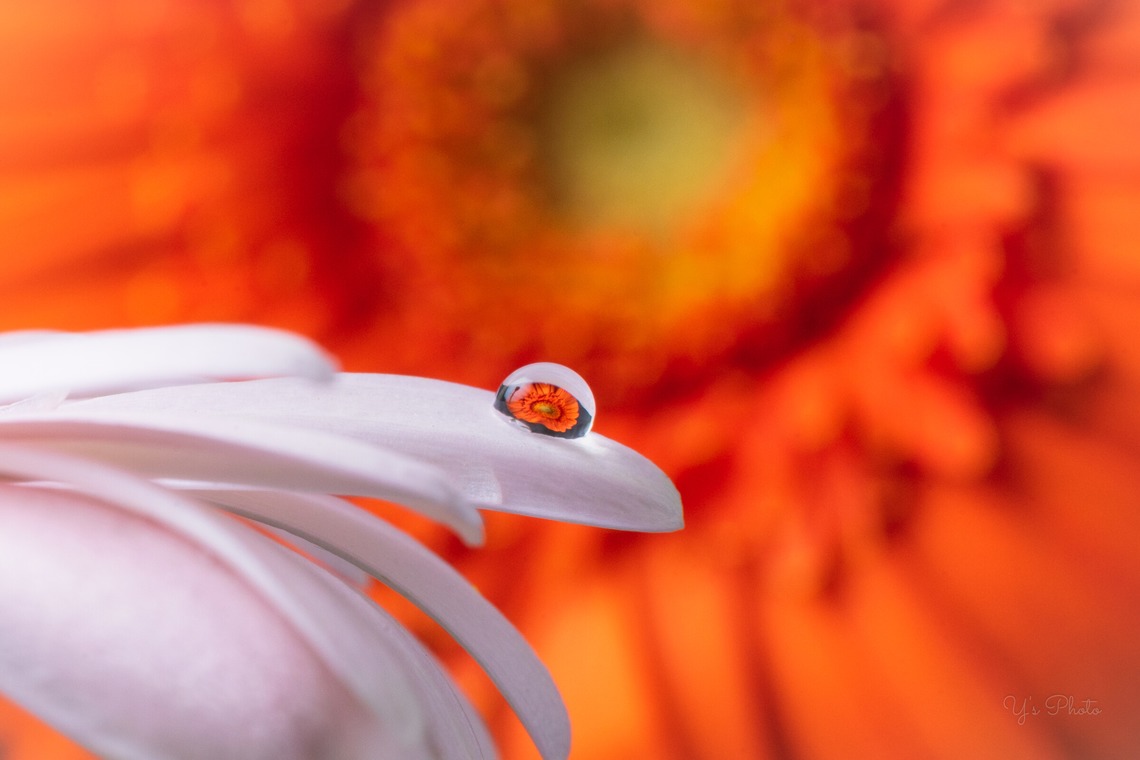 Y’s photo serviceが撮影した「物撮り（花）」の写真