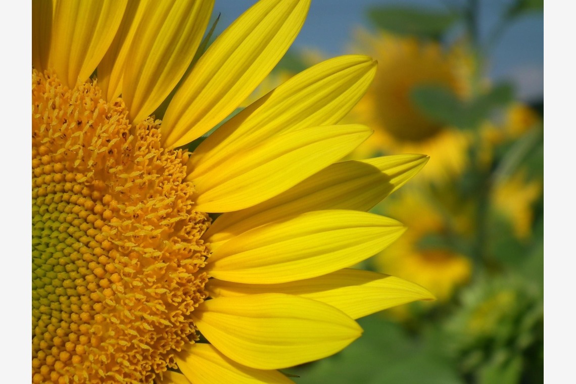 Photo BASEが撮影した写真のアルバム「メニュー撮影、物撮り、イメージ」
