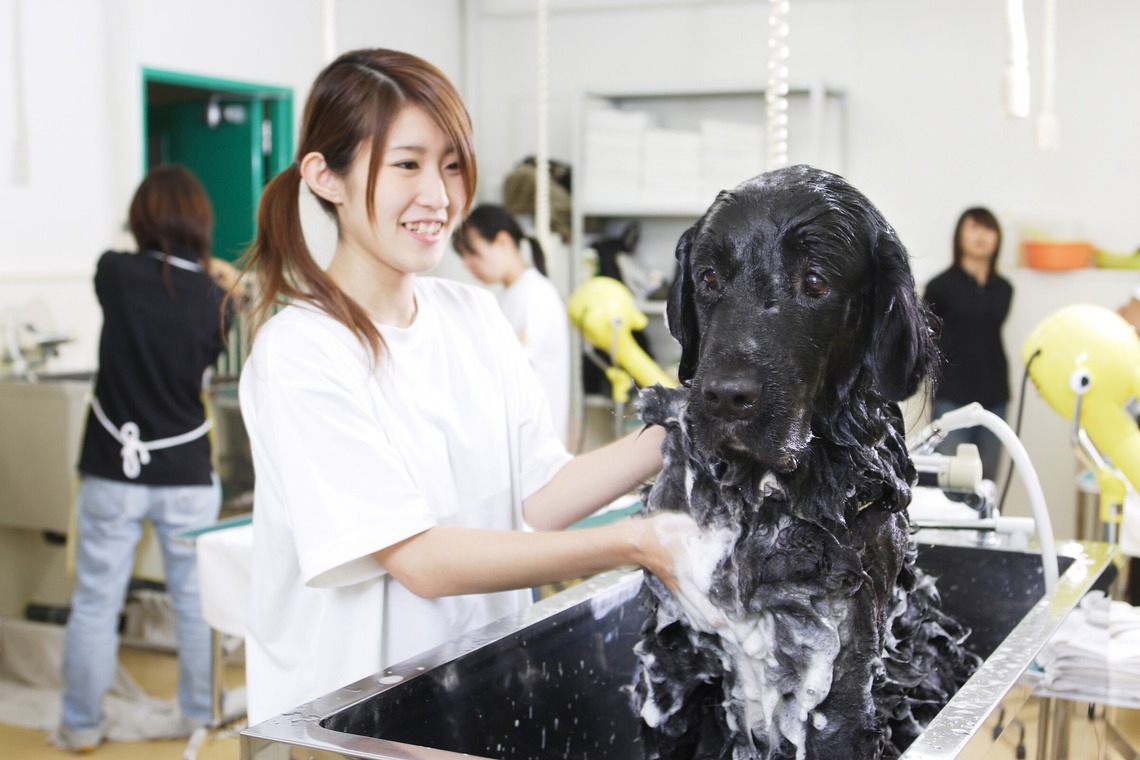 森安　照が撮影した写真のアルバム「ペット撮影（犬・猫）」