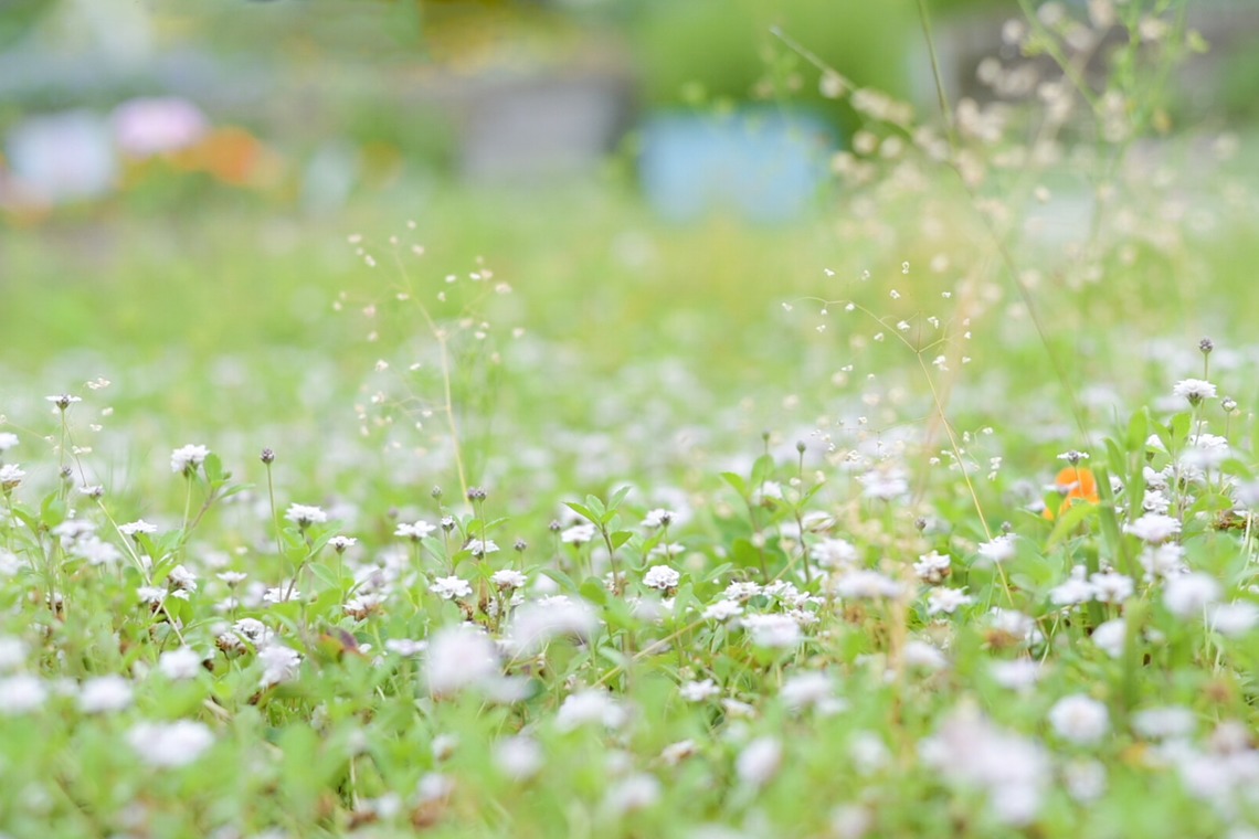 フォトスタジオ　ちっくたっくが撮影した「植物」の写真