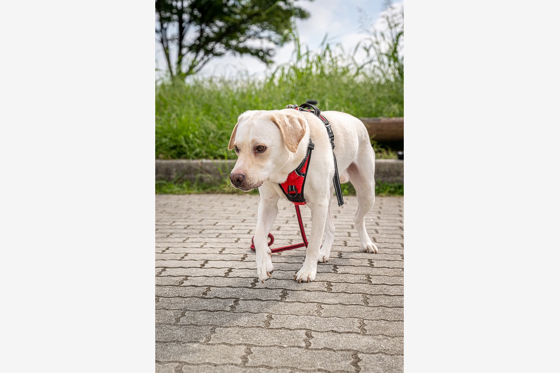 吉田佳央が撮影した写真のアルバム「DOG SHOOTING」