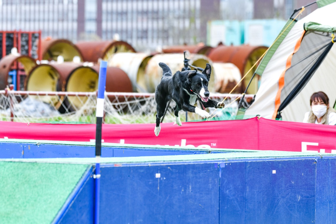 スタジオファンタスが撮影した写真のアルバム「ドッグスポーツエクストリーム」