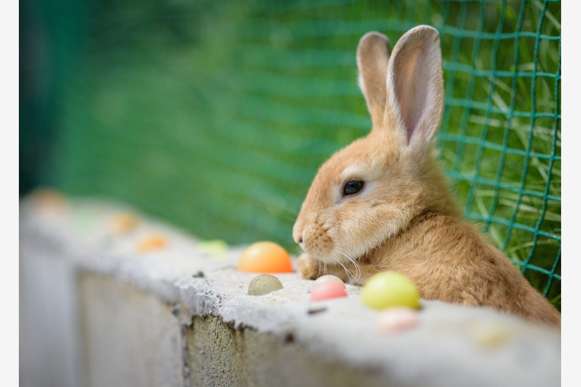 Studio Serowが撮影した写真のアルバム「自然・動物」