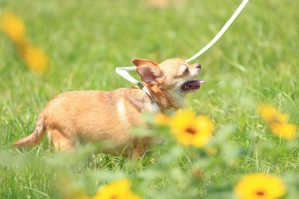 菊原浩司が撮影した写真のアルバム「ドッグラン撮影会」
