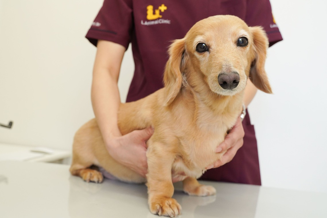 出張撮影くろめっとが撮影した写真のアルバム「動物病院例」