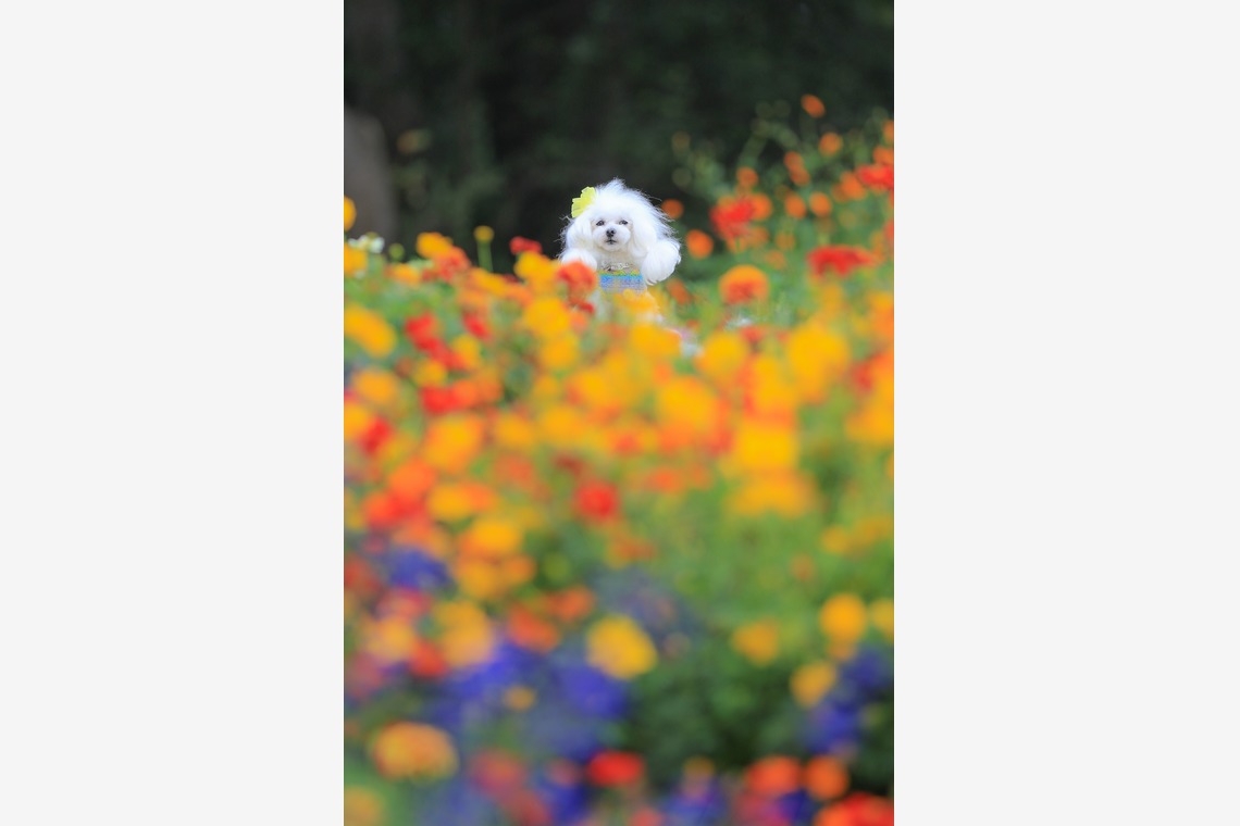 高橋 透（Coo&Sea STUDIO代表）が出張撮影した家族写真(キッズ,ベビーフォト)などが写った「大花壇de撮影会／秋＠横浜」の家族写真