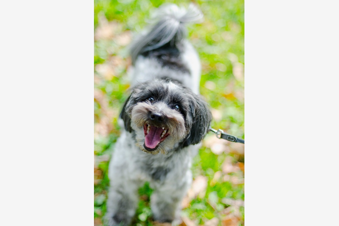 One&Only Photoが撮影した「ペット撮影」の写真