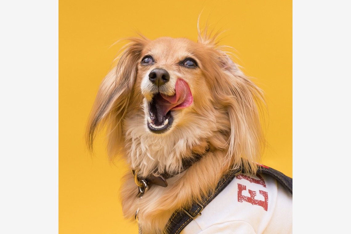 猫田晃広が撮影した「わんちゃん撮影」の写真