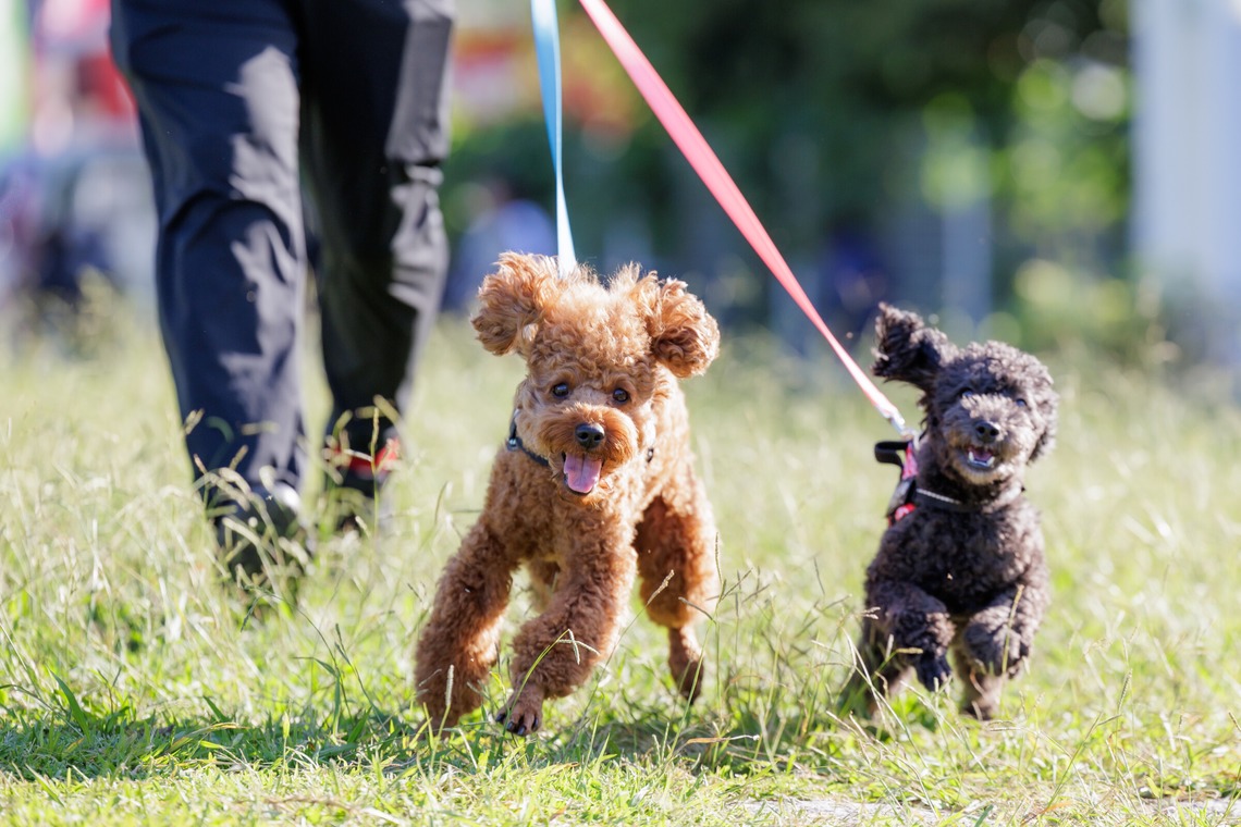 内田　雄一が撮影した写真のアルバム「DOGイベントでの撮影」