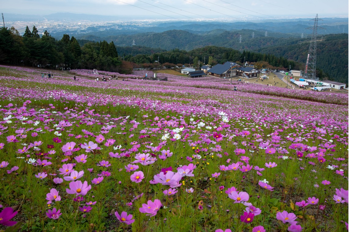 藤井が撮影した写真のアルバム「コスモス」