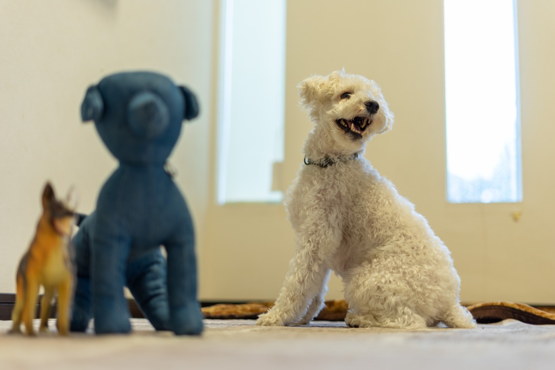 フォトグラフ山王