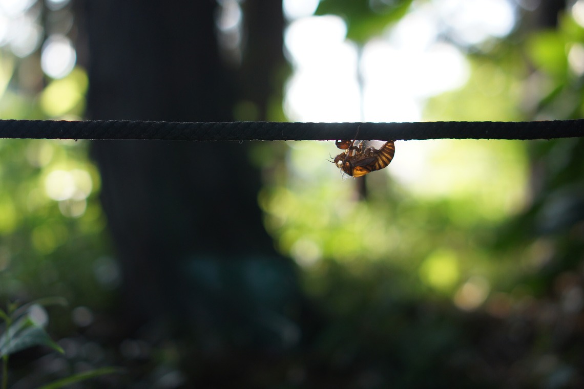 出張撮影のメモリーズが撮影した写真のアルバム「nature-アラカルト」