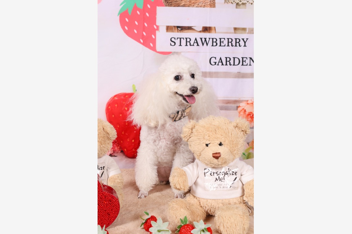 WithshopJapanが撮影した「ペット撮影」の写真