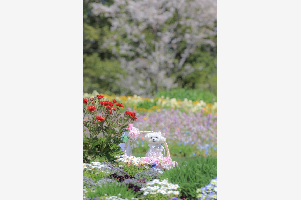 高橋 透（Coo&Sea STUDIO代表）が出張撮影した家族写真(キッズ,ベビーフォト)などが写った「大花壇de撮影会／春＠横浜」の家族写真